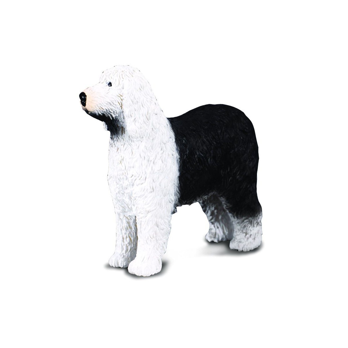 Caine Ciobanesc Englez - Collecta