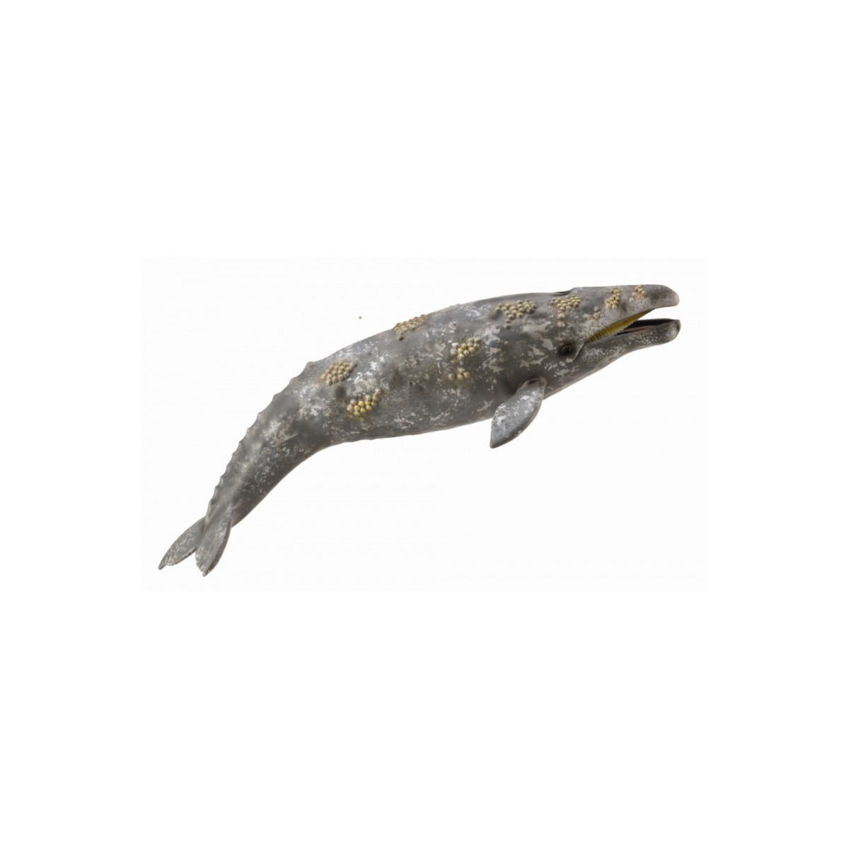 Balena Gri - Collecta